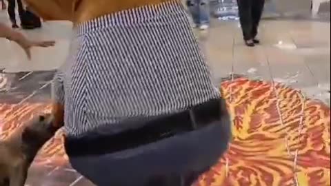 Chaotic Dog Wants to Play With Capybaras