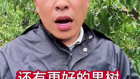 铁丝在果树上的妙用 你知道吗？#果树种植 #果园管理 #果树施肥 #种果树 #花芽分化