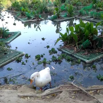 🦢Sharing some interesting facts about the elegant white swan ✨