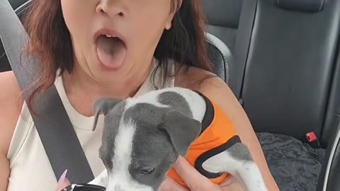 Piggys first pup cup