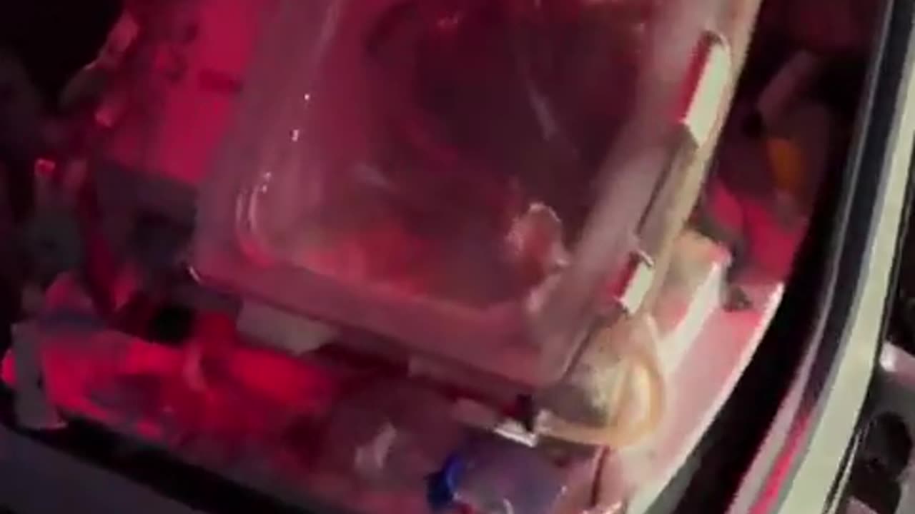 This is what a heart looks like when it is ready for transport by plane before the transplant
