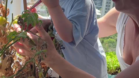 Harvesting Balcony Tomatoes with My Toddler | Safe & Sweet Garden Moments