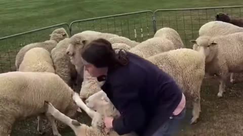 How To Sheer Sheep