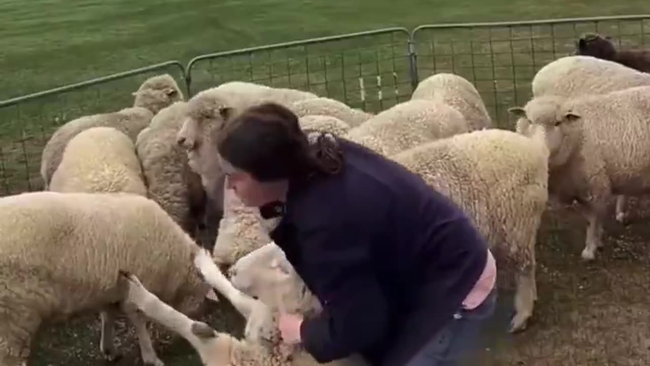 How To Sheer Sheep