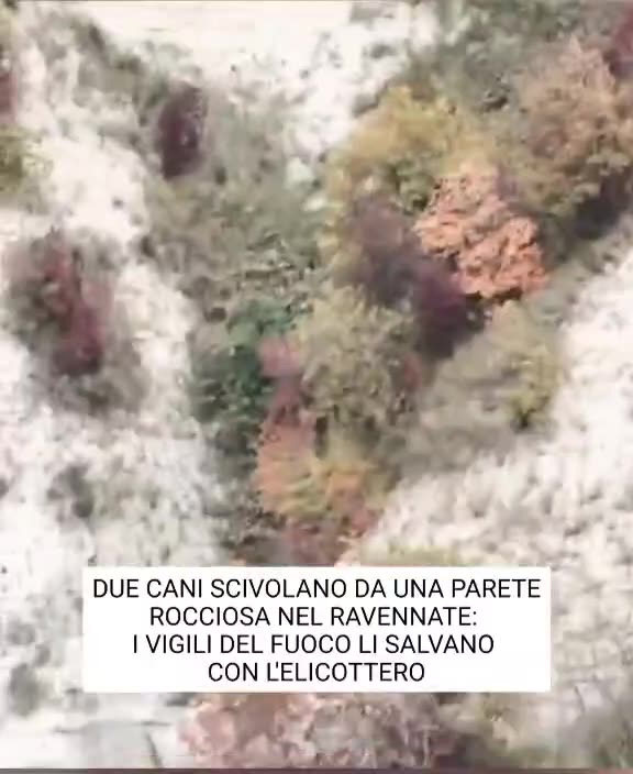 CASOLA VALSENIO, ITALY 🇮🇹🐕