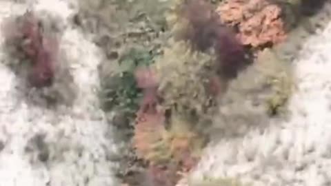 CASOLA VALSENIO, ITALY 🇮🇹🐕