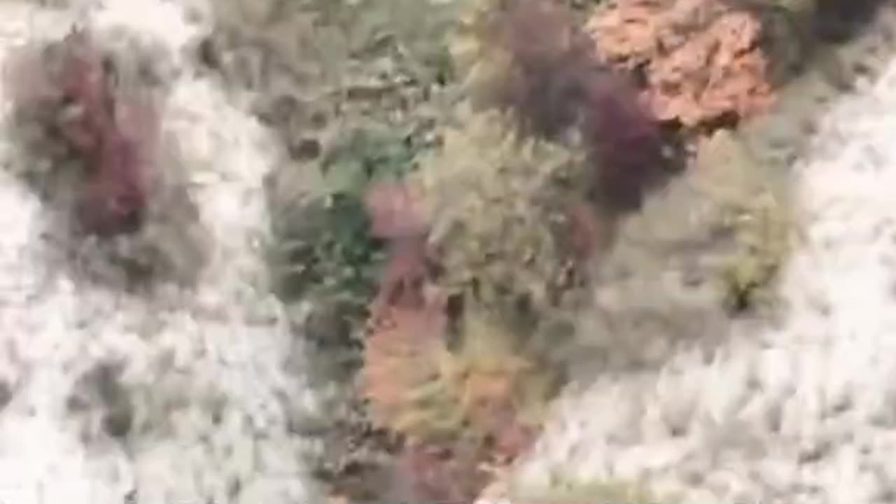 CASOLA VALSENIO, ITALY 🇮🇹🐕