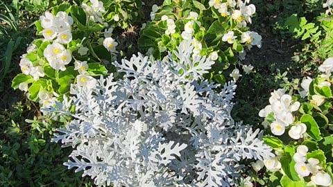 "Within Begonia Regime Fortifications." -I.S.T.V.