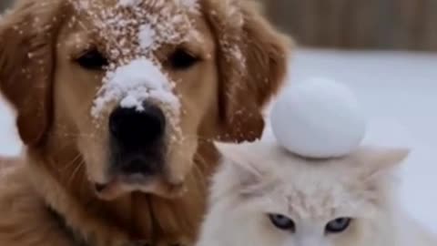 🐶🐱❄️ My Dog and Cat Started Playing in the Snow… Cutest Christmas Moment Ever 🎄❤️