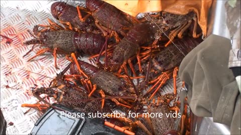 Catching blue cod and crayfish fiordland