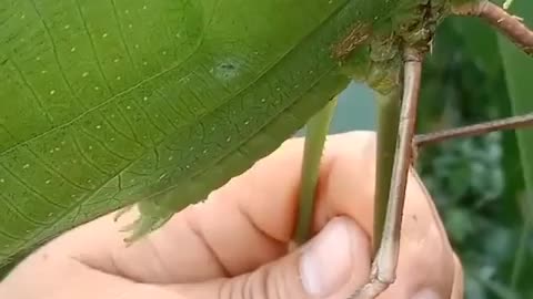 Huge insect