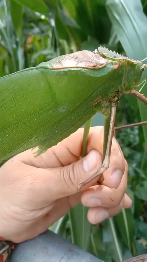 Huge insect