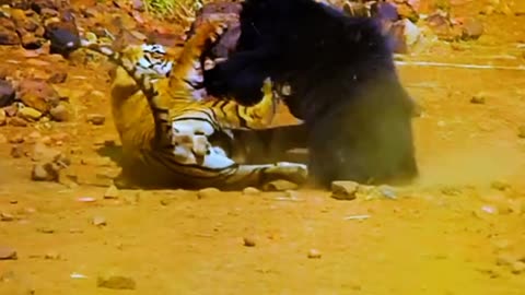 A Bear 🐻 save his cub from tiger🐅. Who is won. 😔