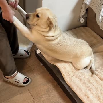 Men vs Dog Funny Video 2025 skc.com 14