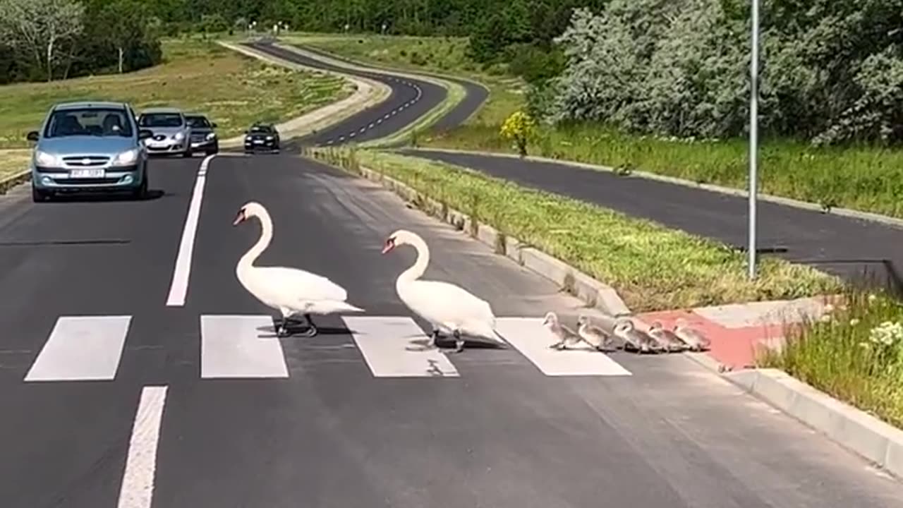 Swan family crossing the road.. 😊