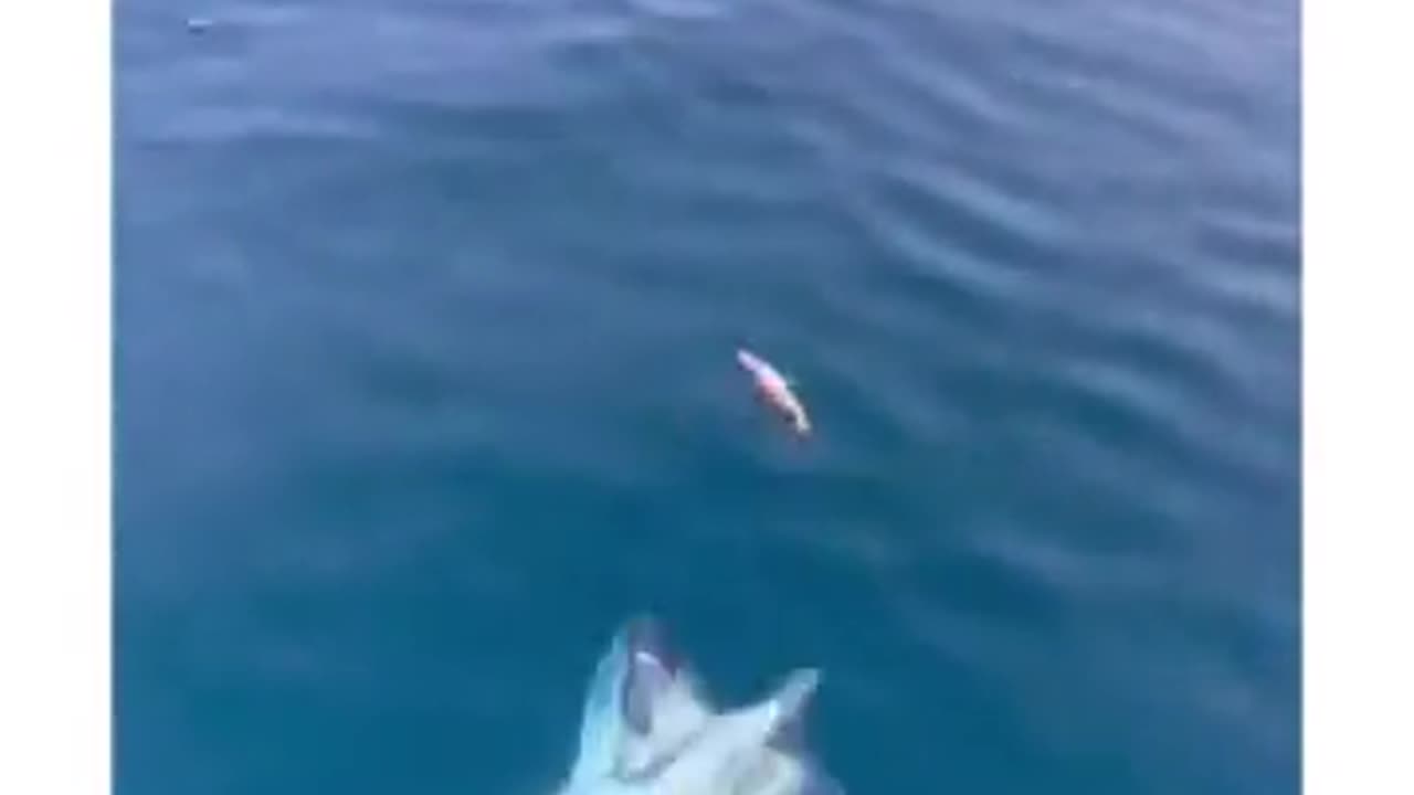 🤯✨ The Grace & Speed of a Tuna — Nature's Underwater Rocket! | FeedMyCuriosity