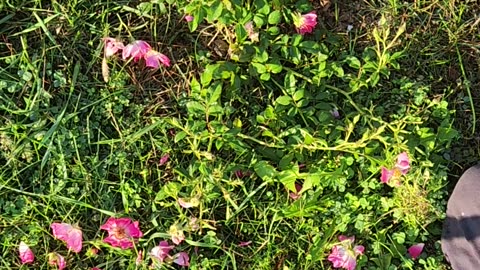 Drift Rose Deadheading old blooms in series to set the stage for a mass choreographed blooming