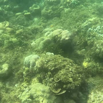 Morning Snorkeling Adventure: A Dive into Serenity