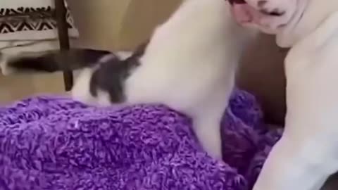 unstoppable cats