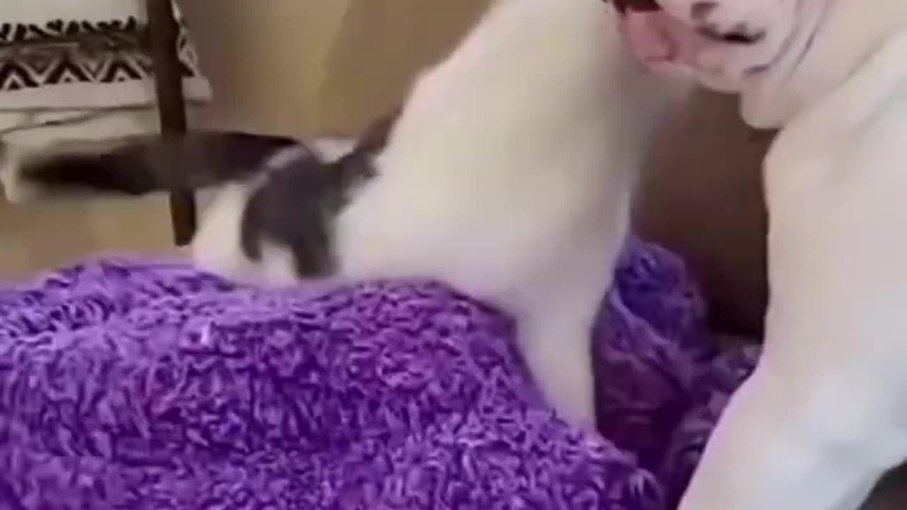 unstoppable cats