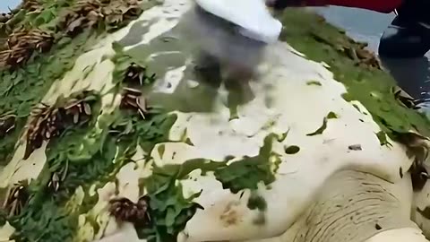 Rescate épico Tortuga marina albina atrapada en cadenas