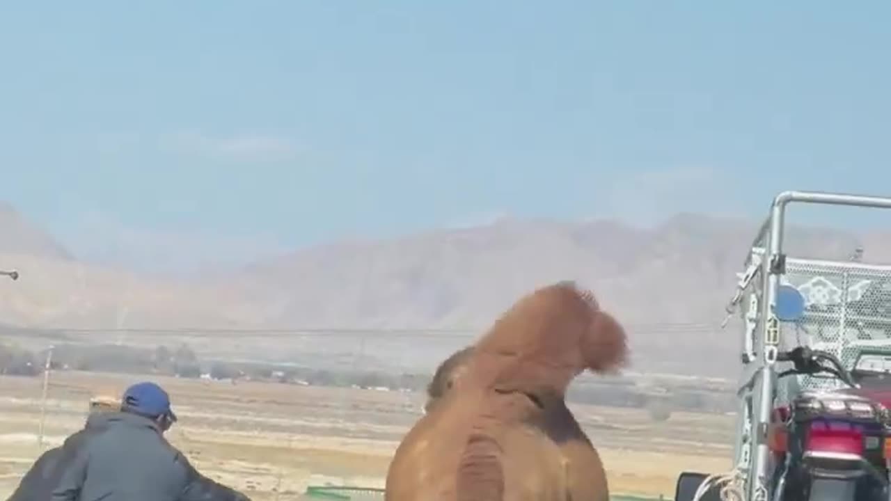 Just in case you haven't seen the cockroach run! 🥹