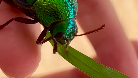 🧠✨ This Amazing Plant Eats Bugs Like a Predator! | FeedMyCuriosity