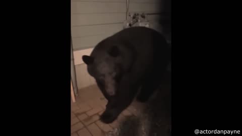 Wildest Animal Encounters | The Craziest Wildlife Moments Ever Caught on Video 🐅👀