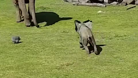 Cute Baby Elephant Trips While Playing With Birds