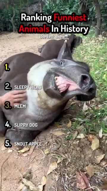 😁 Hillarious😁 funny animal video