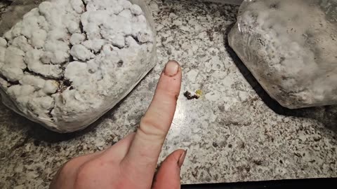 Omni mushrooms/ fruiting chamber