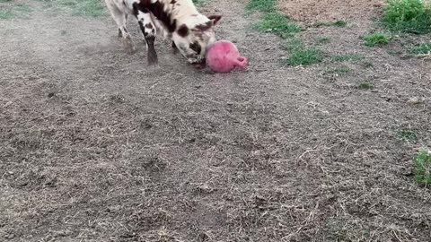 Calf Plays with their Favorite Ball