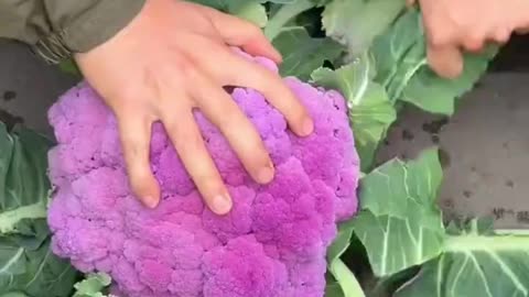 Organic # farming🥰
