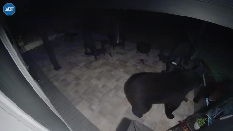 Burly Black Bears Battle On Back Porch