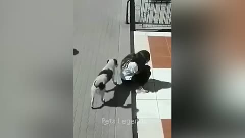 Animal funny