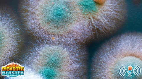 What is ERMI Mold Testing?