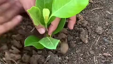 Growthing jackfruit get lots of fruits