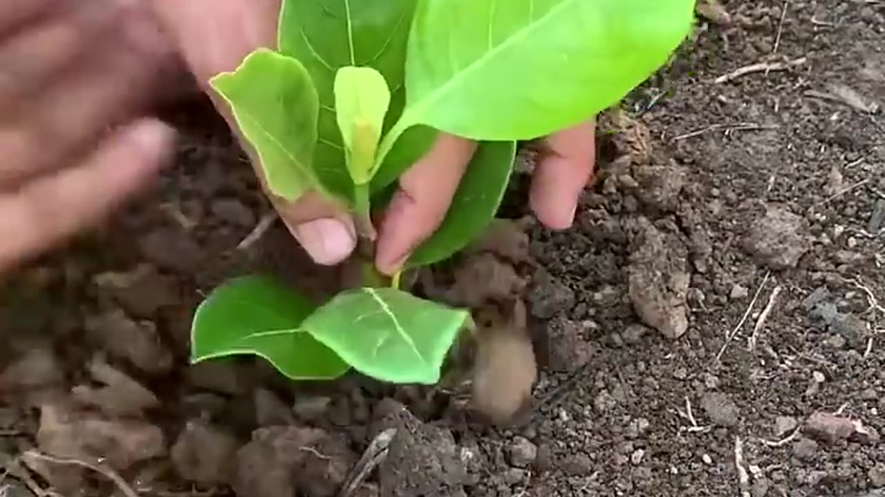 Growthing jackfruit get lots of fruits