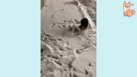 🐶😂 "Hilarious Confused Dogs Compilation – Funniest Reactions Ever!"