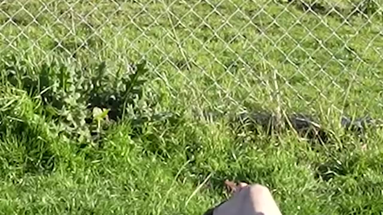 how animals get over a fence