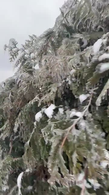 Frozen magnolia and evergreen trees in Nashville، over 200k homes without power
