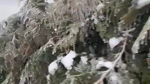 Frozen magnolia and evergreen trees in Nashville، over 200k homes without power