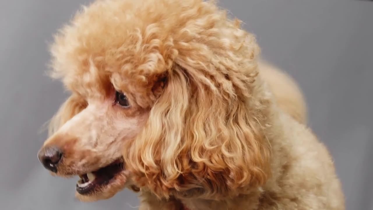 Adorable Apricot Toy Poodle Portrait, Soft Fur, Gentle Gaze