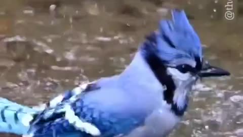 Blue Jay Bath
