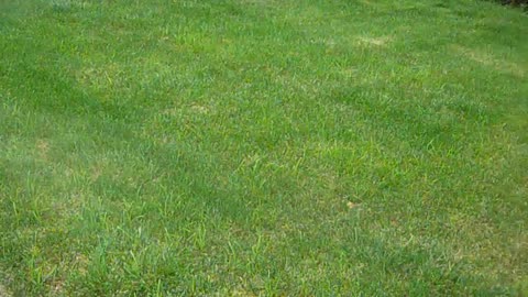 12031 faust st. swhea show