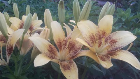 Beautiful lilies