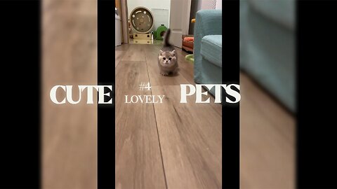 😍 Cute Puppies & Kittens Compilation – Guaranteed to Make You Smile 🐶🐱