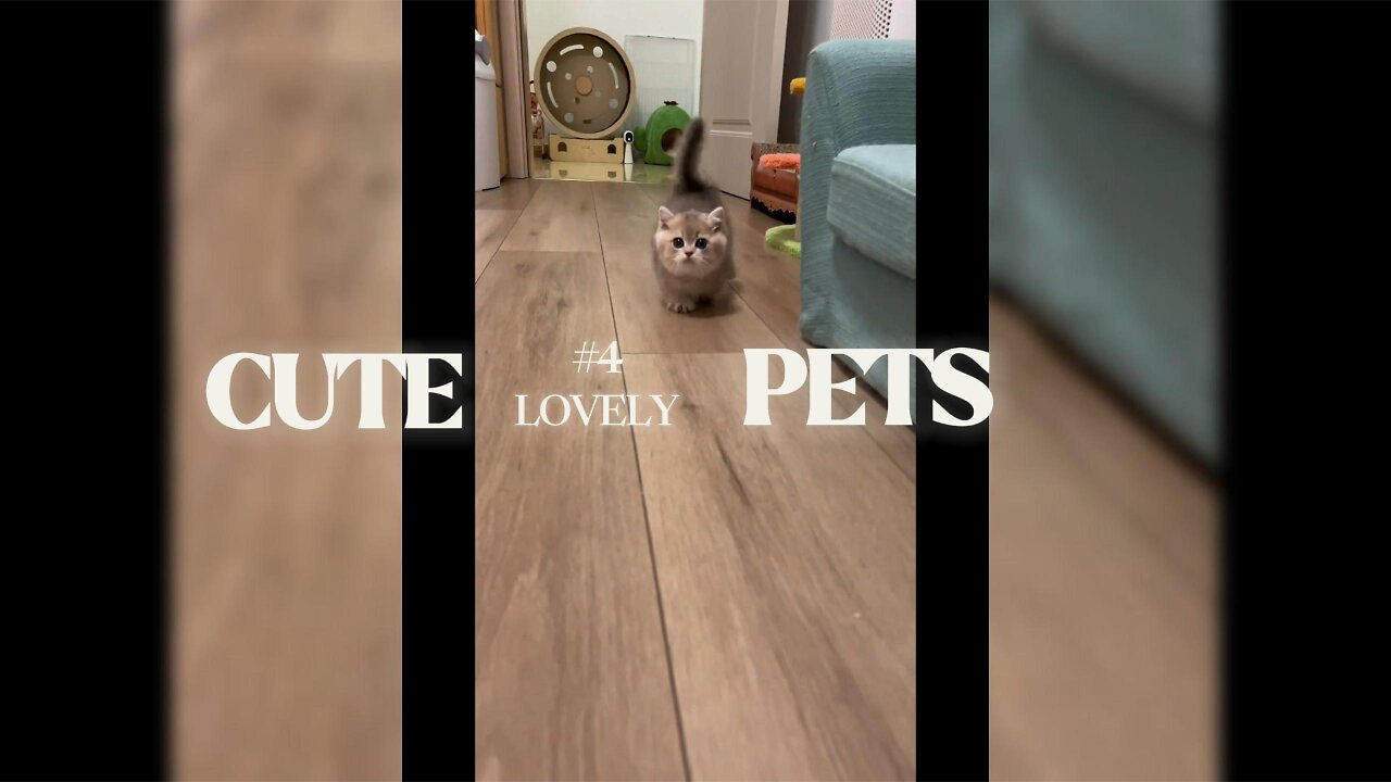 😍 Cute Puppies & Kittens Compilation – Guaranteed to Make You Smile 🐶🐱