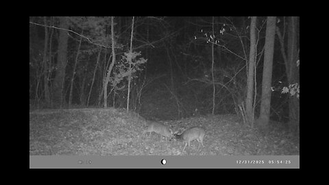 Trail Cam Tuesday, January 27th, 2026.