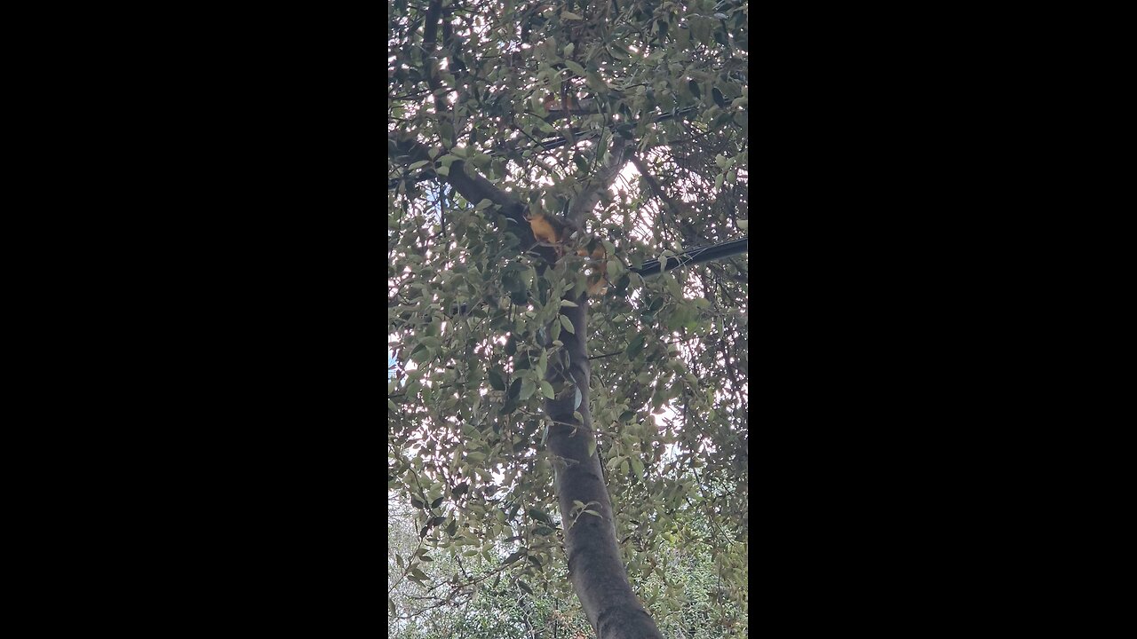 We see you peek 🫣 a boo